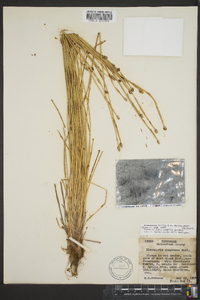 Eleocharis bifida image