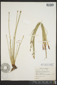 Eleocharis bifida image