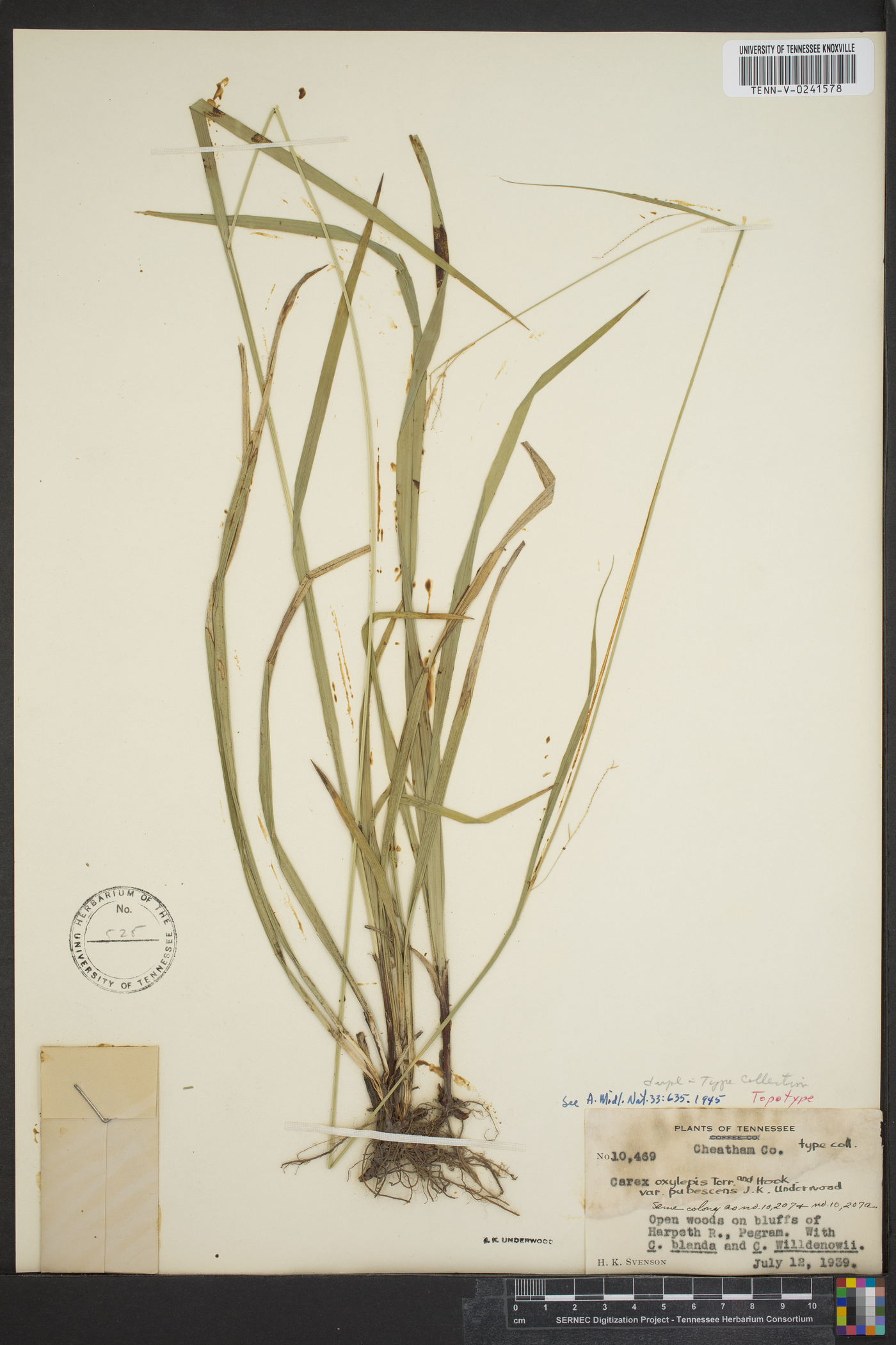 Carex oxylepis var. pubescens image