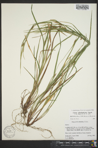 Carex planispicata image