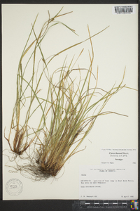 Carex thornei image