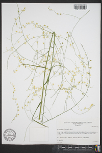 Stenanthium diffusum image