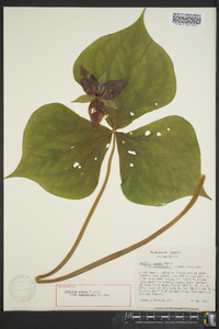 Trillium simile image