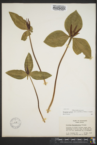 Trillium foetidissimum image