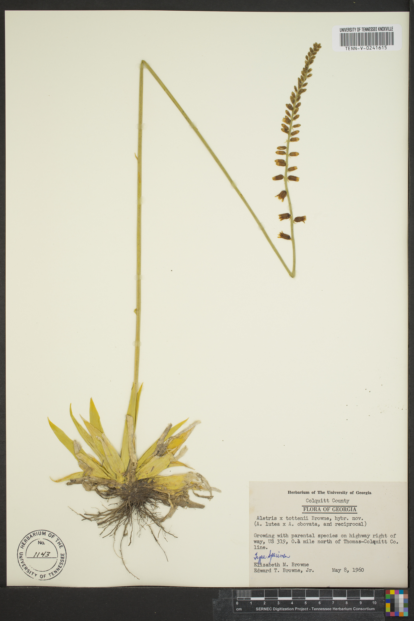 Aletris x tottenii image