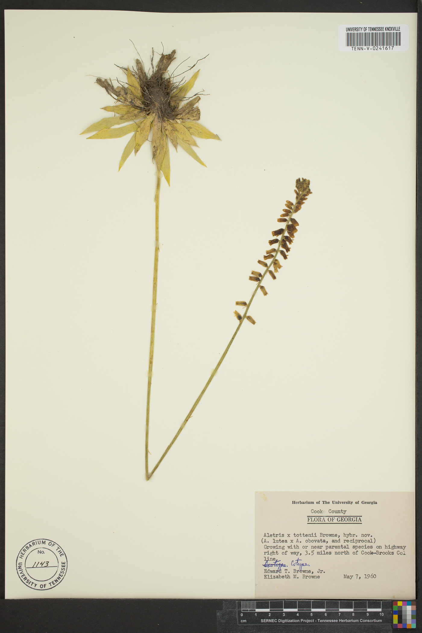 Aletris x tottenii image