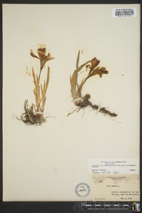 Iris verna var. smalliana image