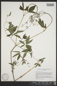 Clematis vinacea image