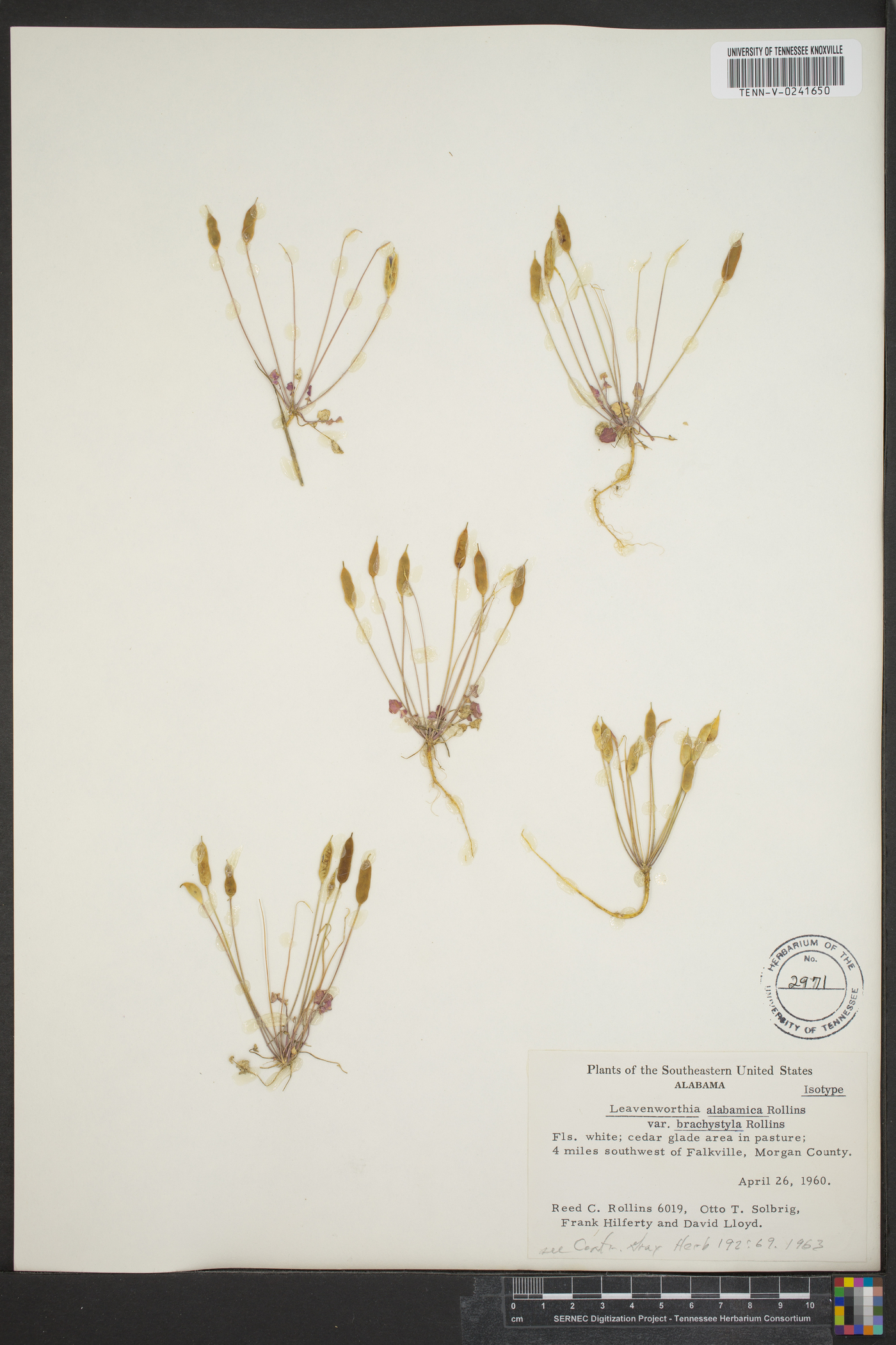 Leavenworthia alabamica var. brachystyla image