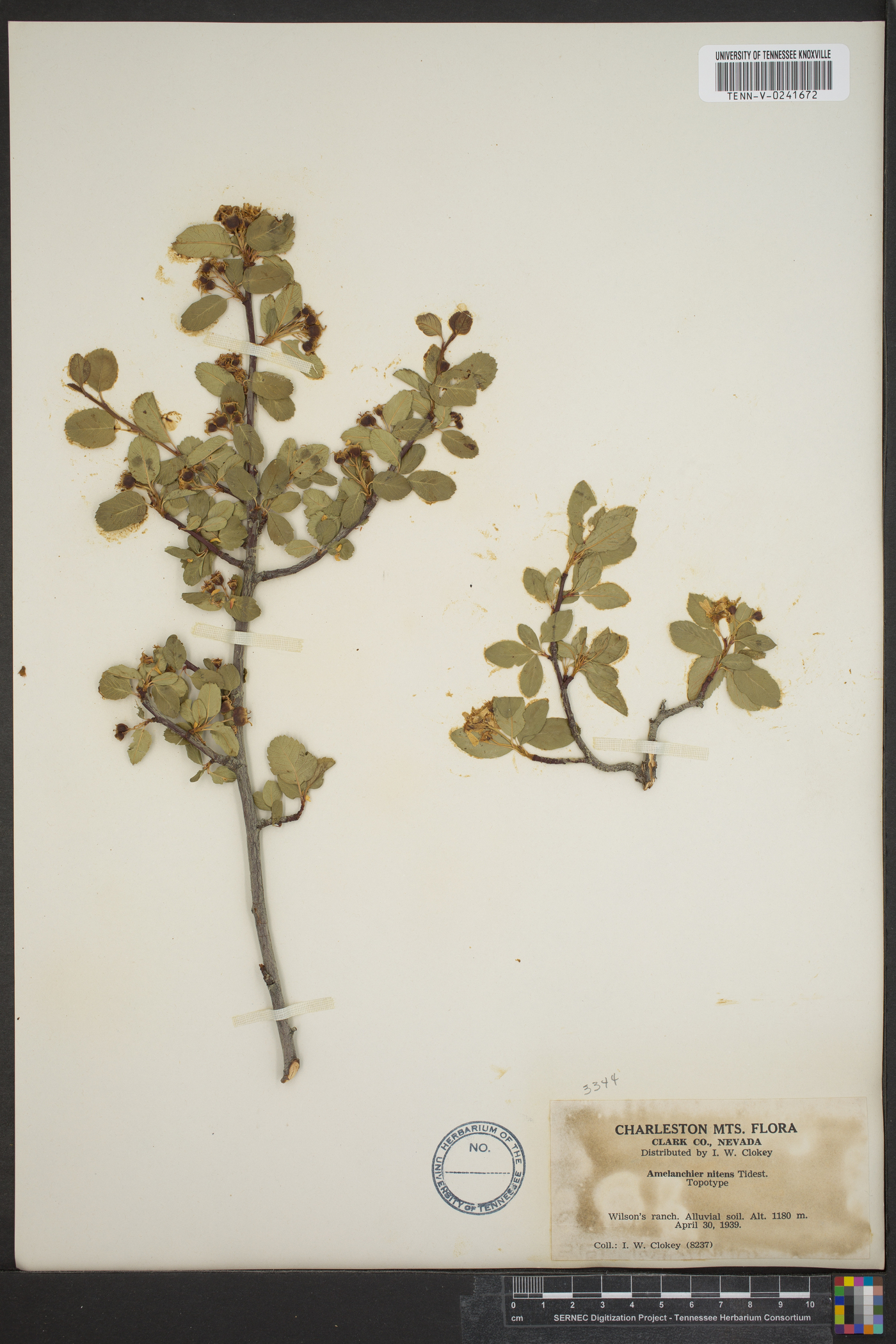Amelanchier nitens image