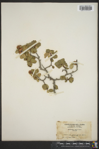 Amelanchier nitens image