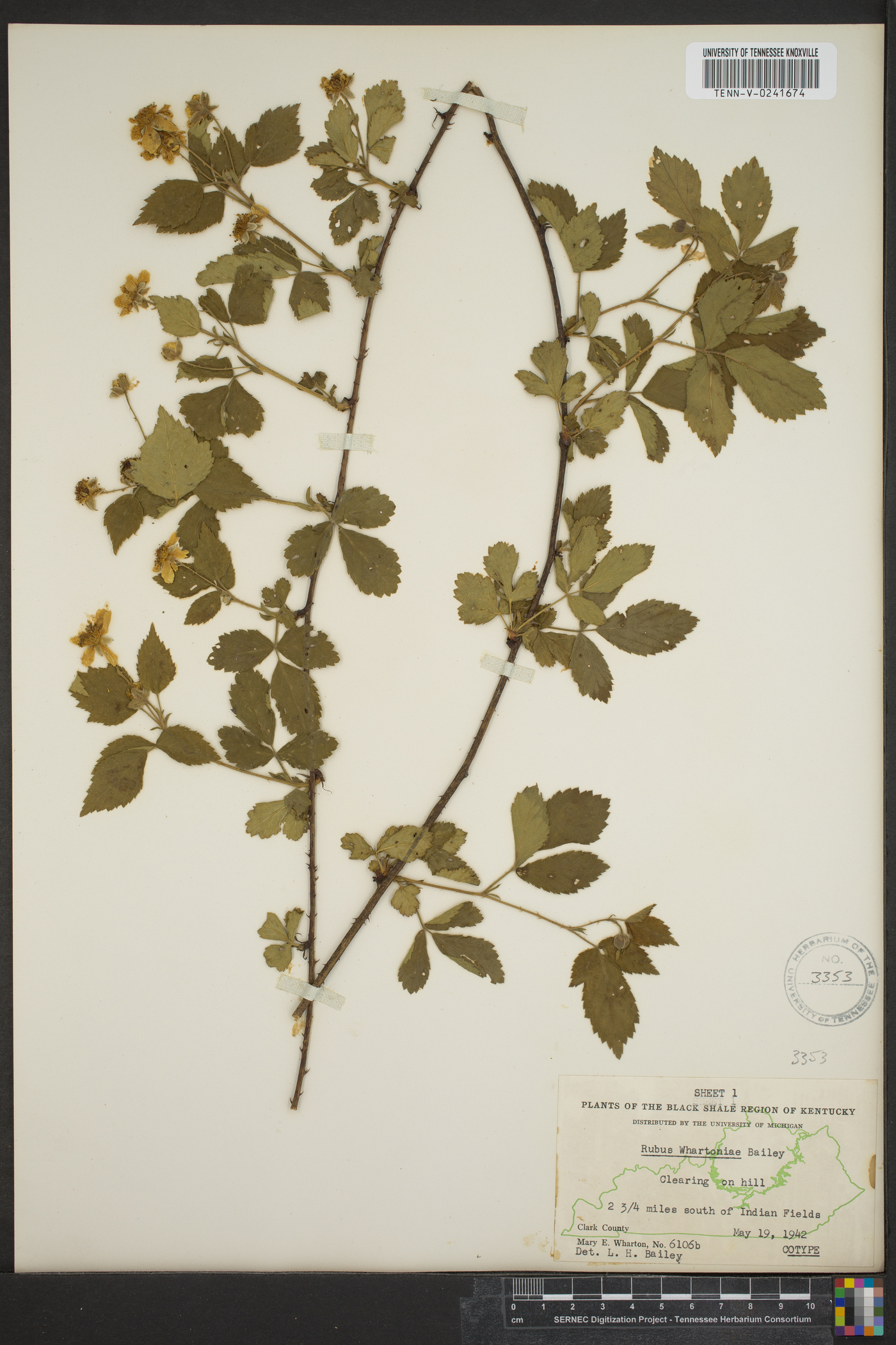 Rubus whartoniae image