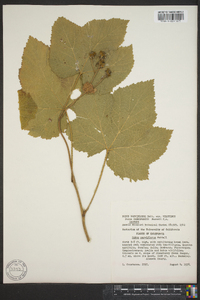 Rubus parviflorus image