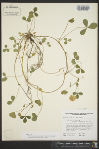 Trifolium calcaricum image