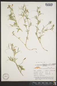 Lathyrus hitchcockianus image