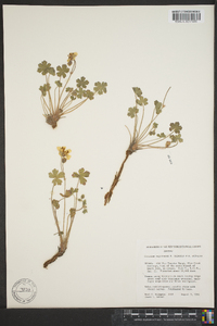 Geranium atropurpureum var. atropurpureum image