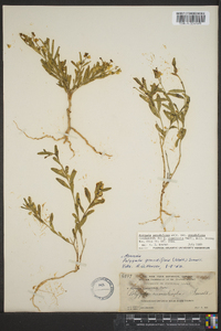 Asemeia grandiflora image