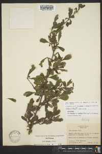Ilex decidua var. mulleri image