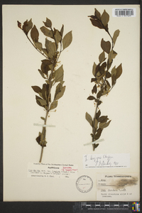 Ilex decidua var. longipes image