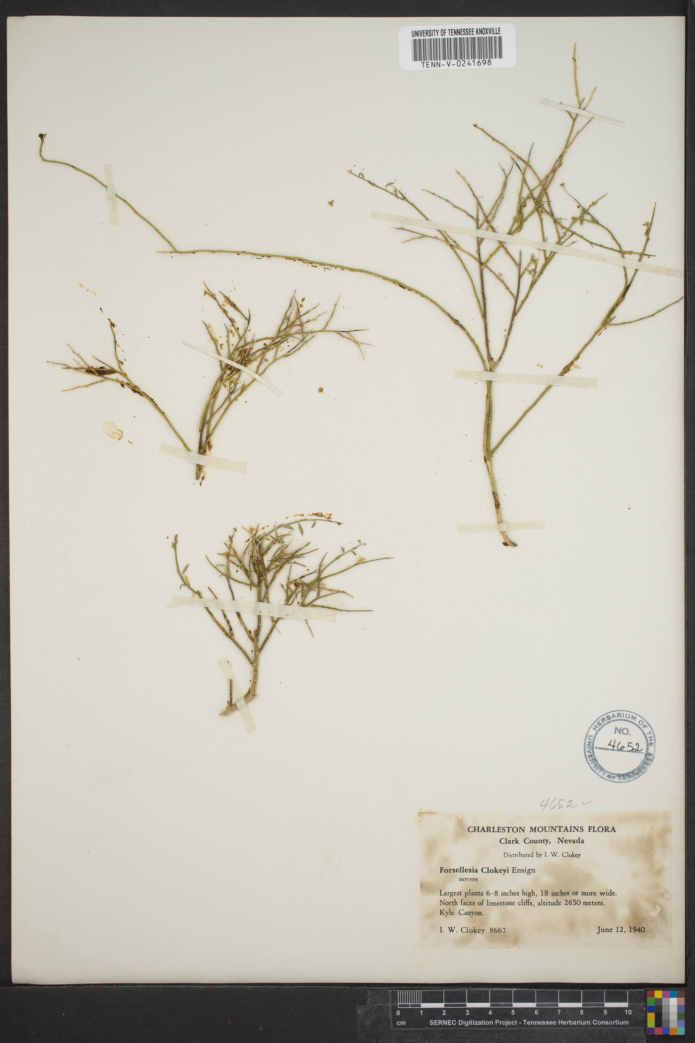 Glossopetalon clokeyi image