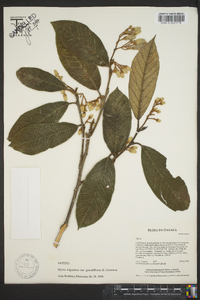 Image of Styrax austromexicanus