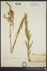 Physostegia angustifolia image