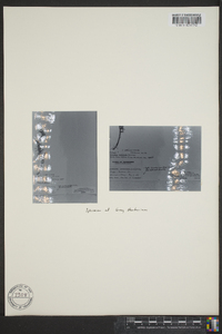 Conradina canescens image
