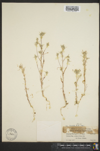 Eriastrum brandegeeae image