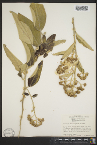 Vernonia macvaughii image