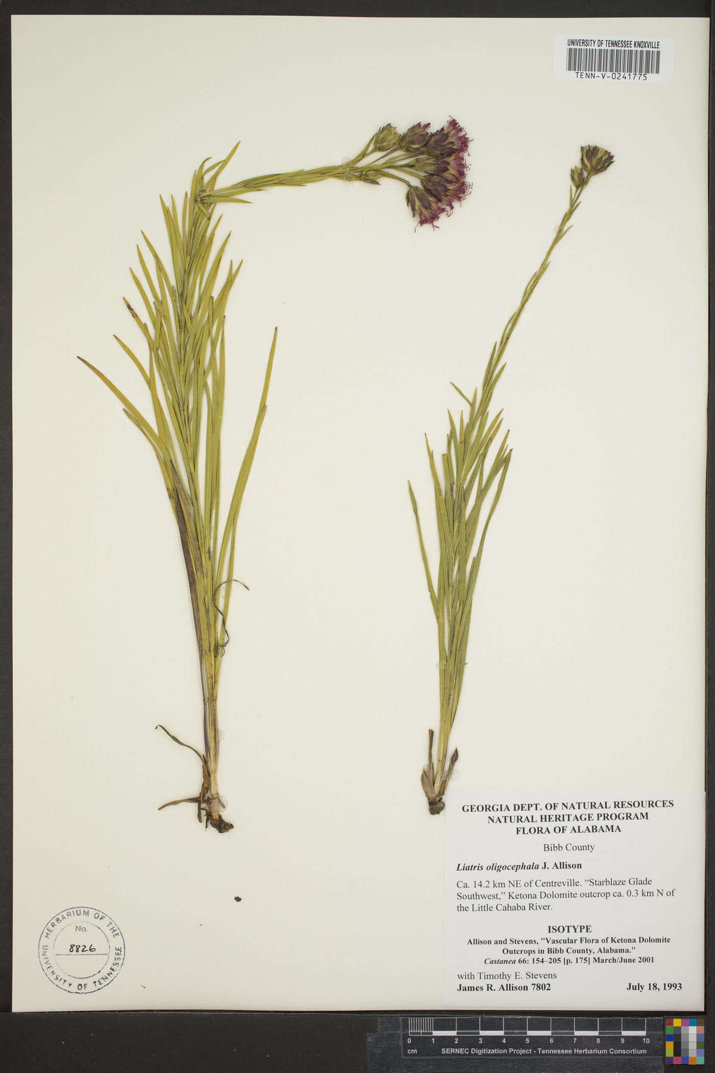 Liatris oligocephala image