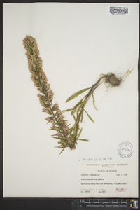 Liatris provincialis image