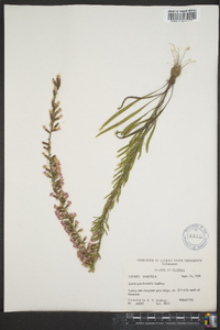 Liatris provincialis image