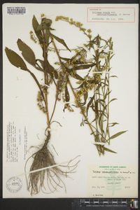 Solidago arguta subsp. pseudoyadkinensis image