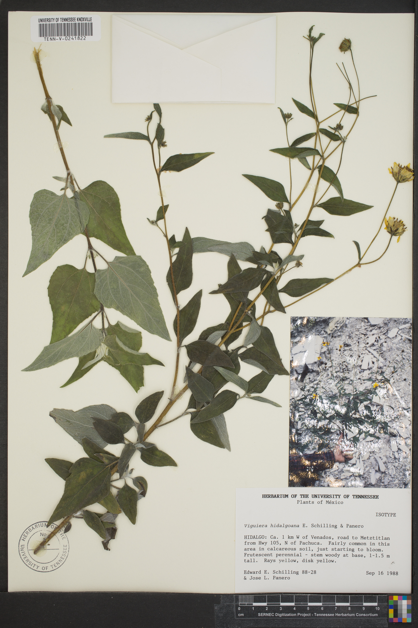 Davilanthus hidalgoanus image