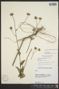 Simsia santarosensis image