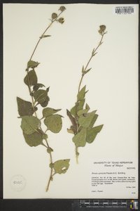 Simsia sylvicola image