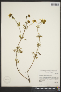 Coreopsis oaxacensis image