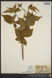 Rubus discretus image