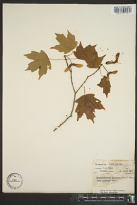 Acer saccharum subsp. leucoderme image