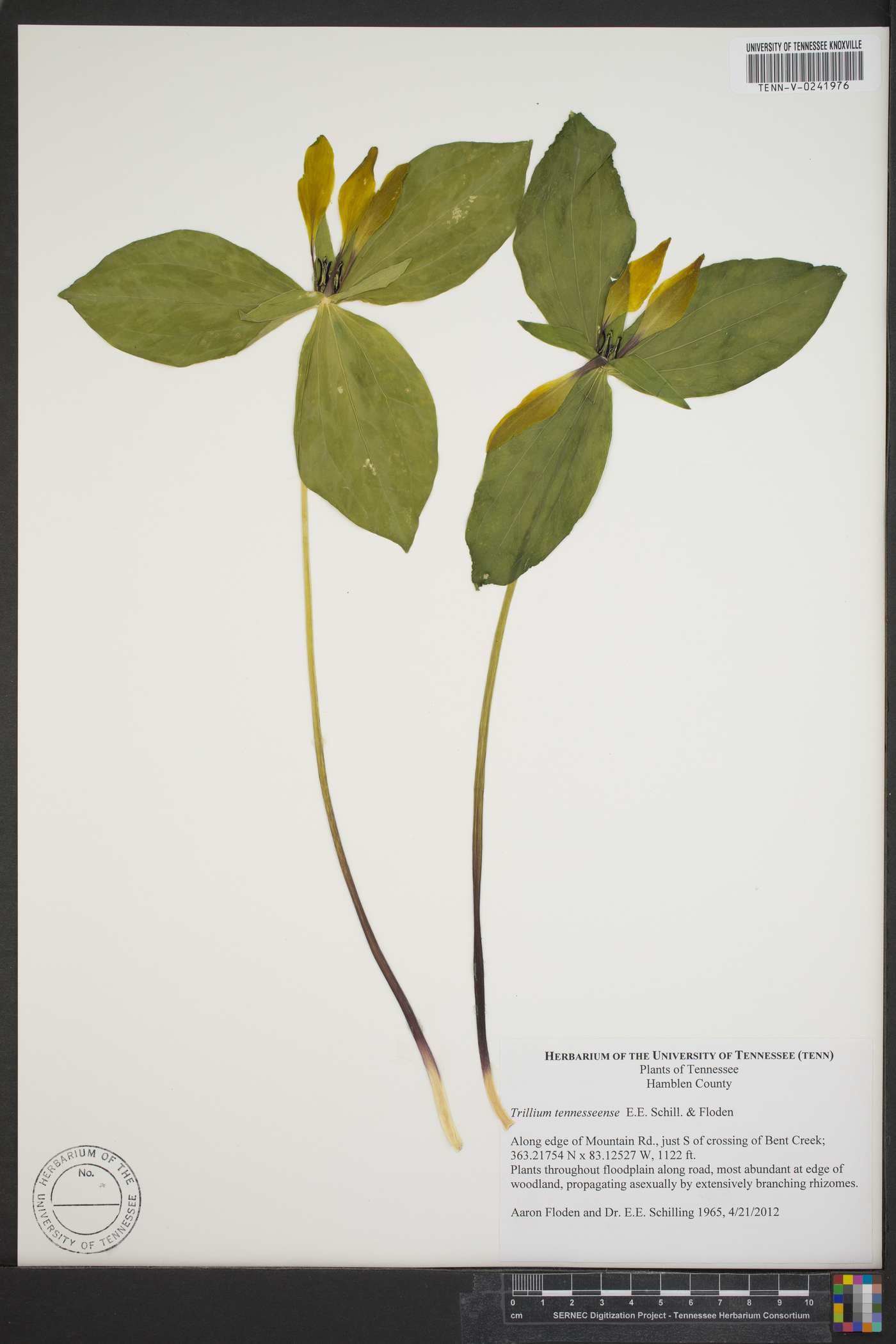 Trillium lancifolium image