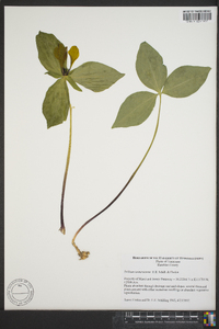 Trillium lancifolium image