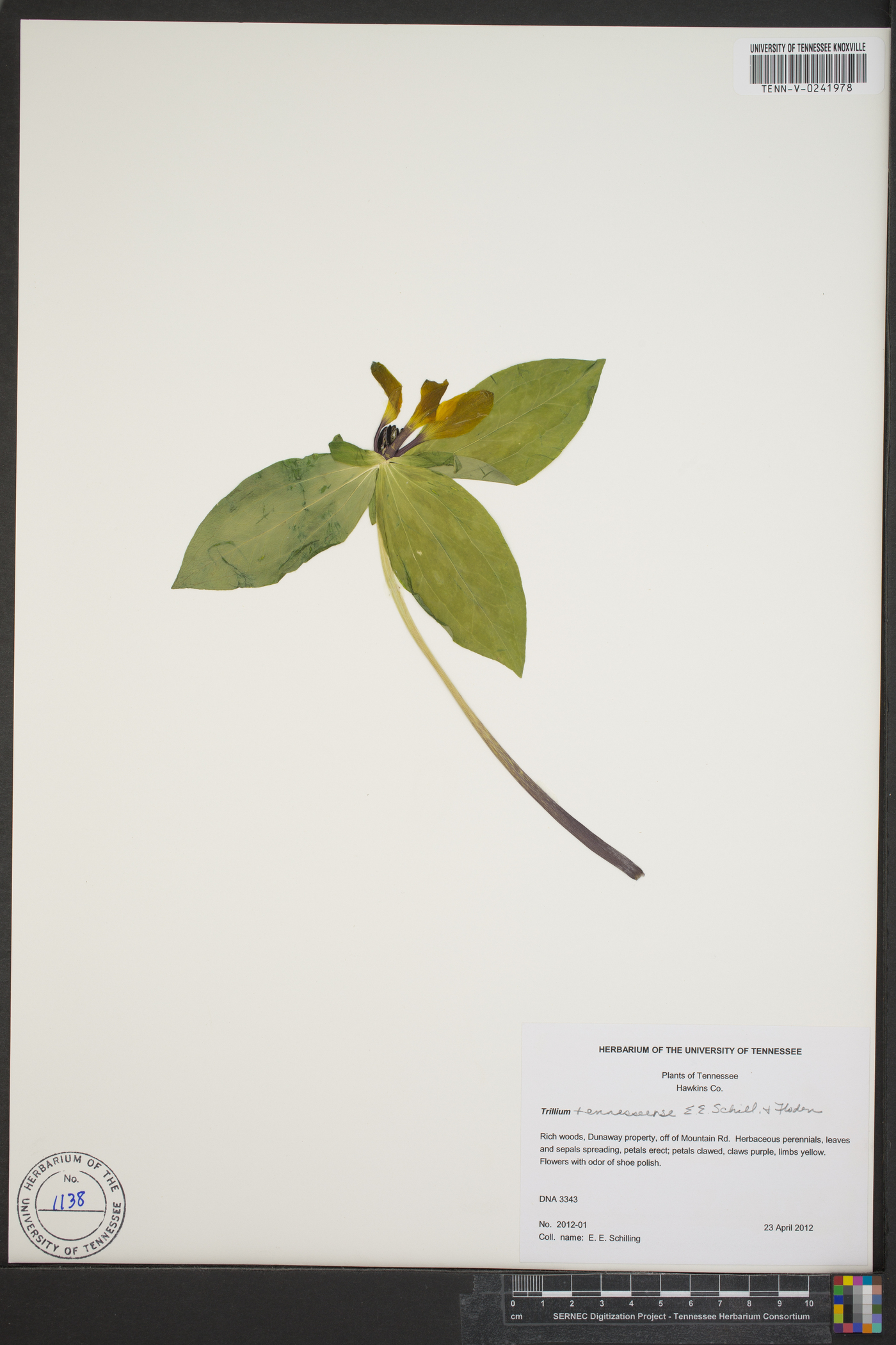 Trillium lancifolium image
