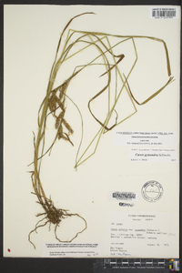 Carex fumosimontana image