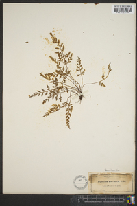 Asplenium montanum image