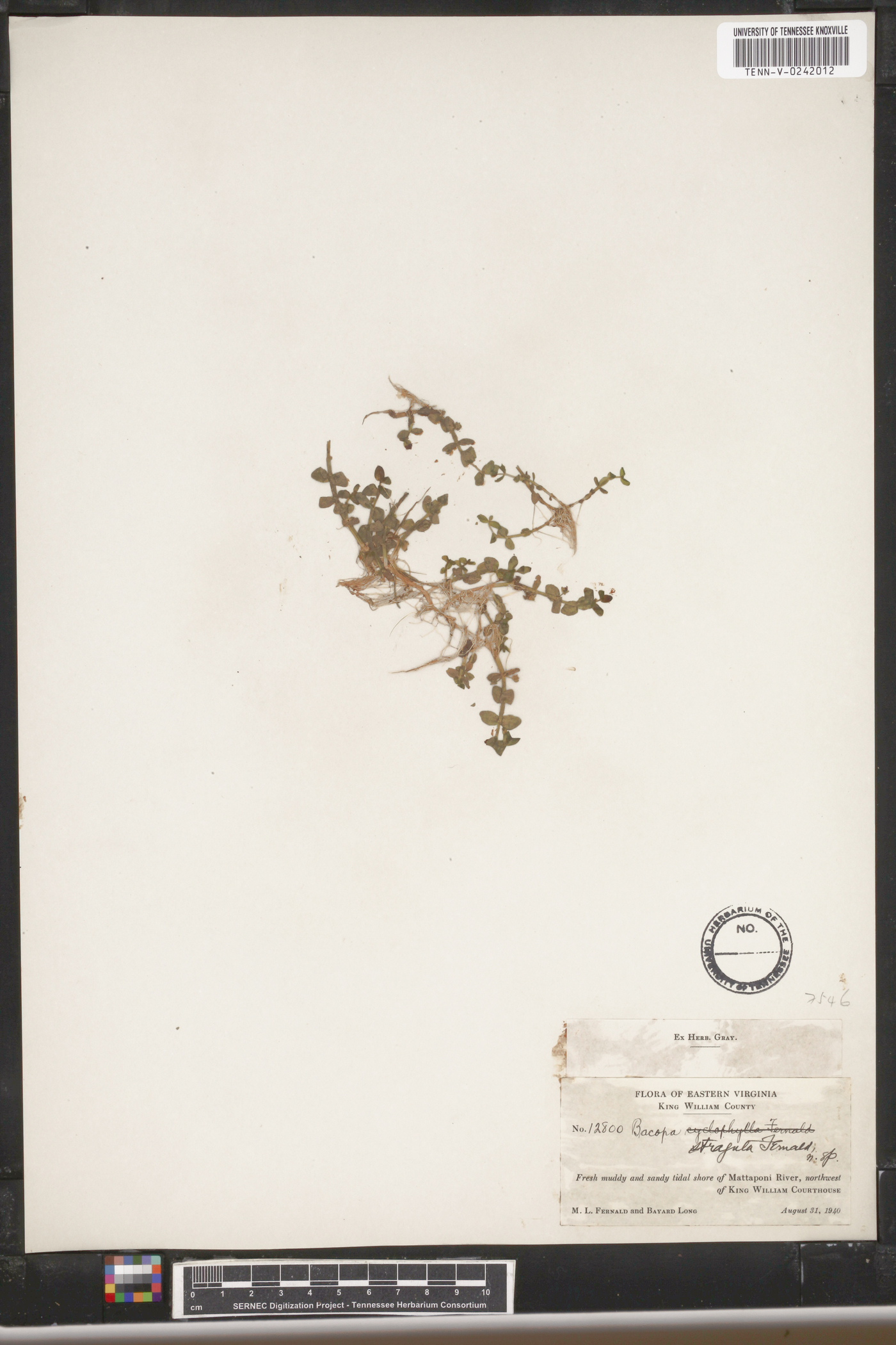 Bacopa stragula image