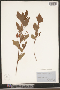 Orbexilum stipulatum image