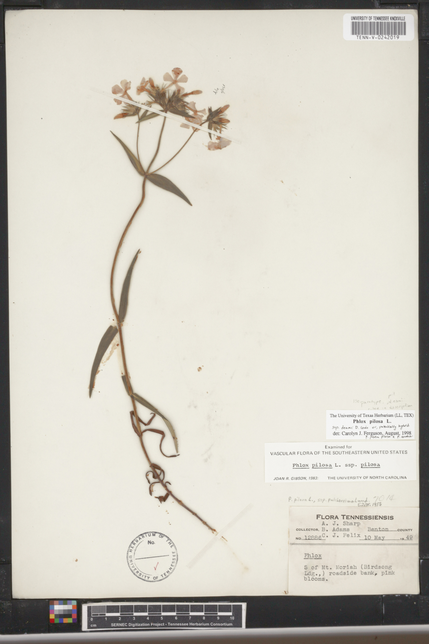 Phlox pilosa subsp. deamii image