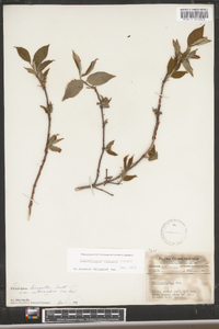 Philadelphus hirsutus image