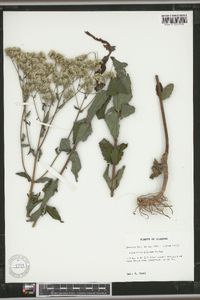 Eupatorium pilosum image