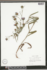 Aster hemisphericus image